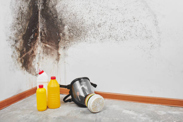 Best Office Mold Removal Services  in O, MI