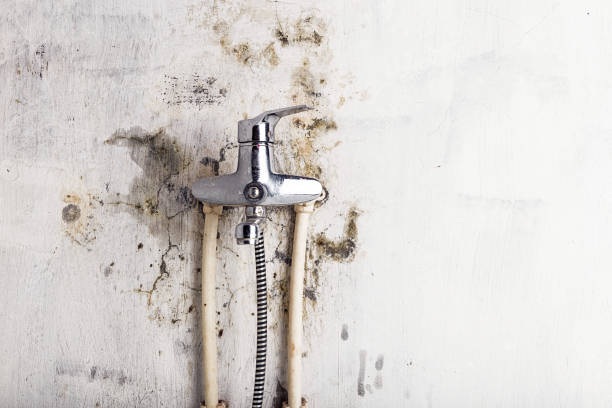Best Black Mold Removal  in O, MI