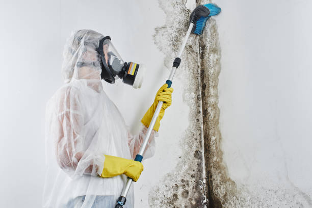 Mio, MI Mold Removal Company