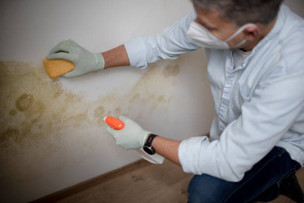 Best Emergency Mold Removal  in O, MI