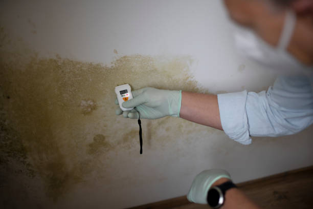 Best Mold Remediation Services  in O, MI