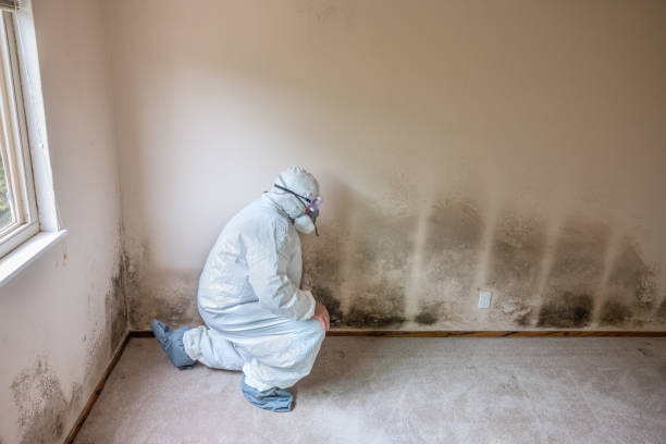 Mold Testing and Removal in Mio, MI