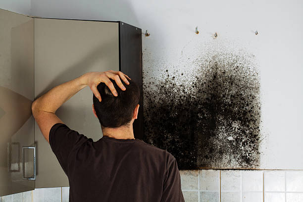 Best Crawl Space Mold Removal  in O, MI