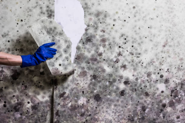 Best Fast Mold Removal  in O, MI