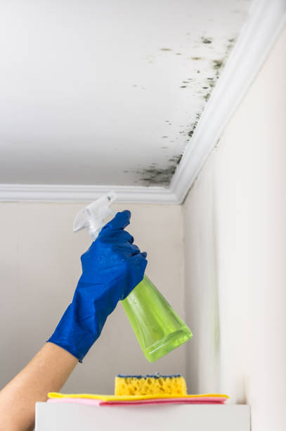 Best Mold Cleaning Services  in O, MI